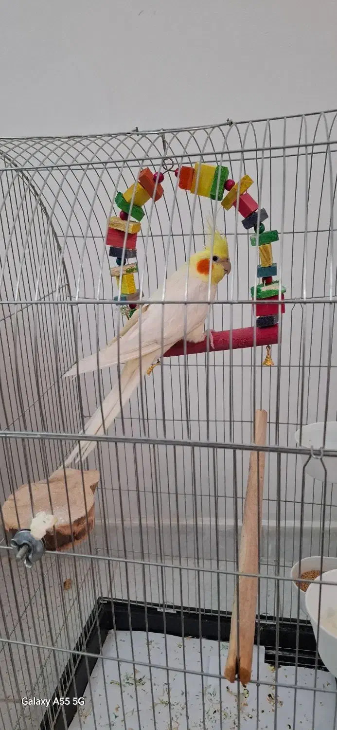 عروس هلندی لوتینو تاج بلند|پرنده|تهران, شهرک نفت|دیوار