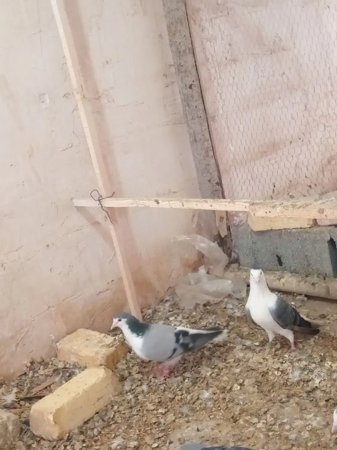 کفتر دمگیر|پرنده|مبارکه, |دیوار