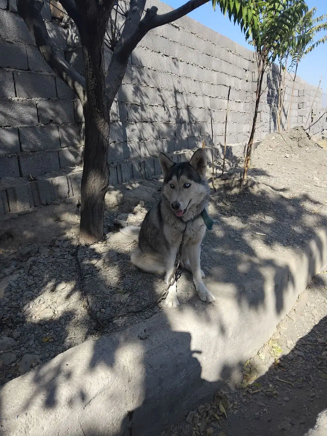 سگ هاسکی ماده|سگ|مشهد, طرق|دیوار