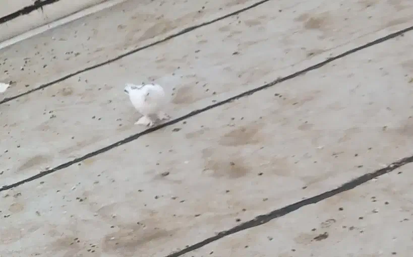 کبوتر|پرنده|کامیاران, |دیوار