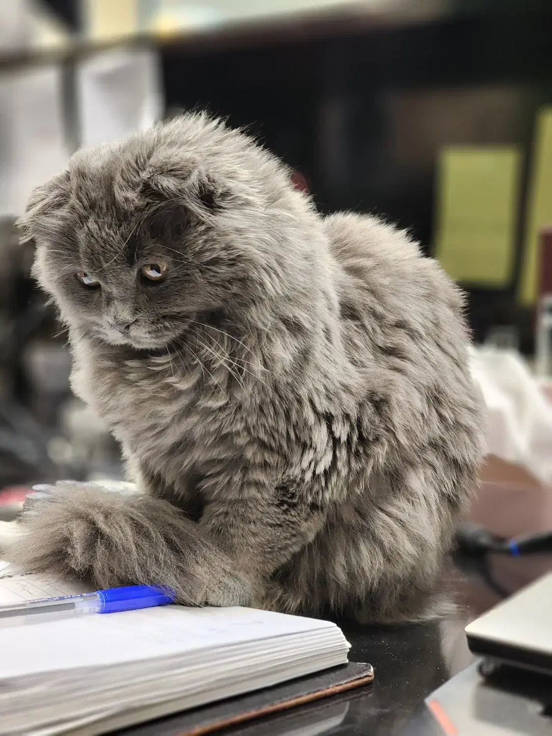 گربه اسکاتیش طوسی آروم|گربه|فولادشهر, C1|دیوار