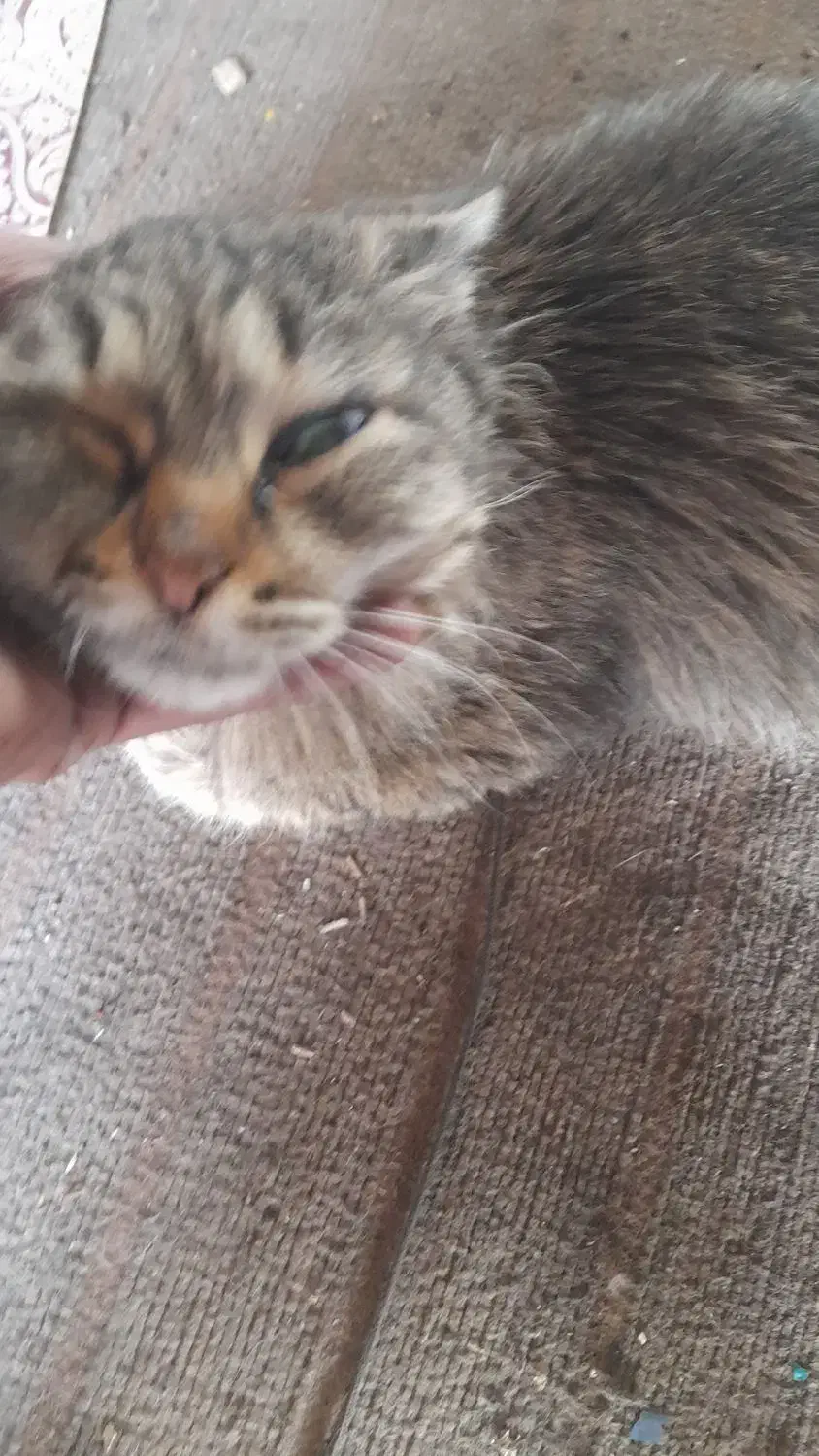 گربهdshپشمالوماده|گربه|خمینیشهر, |دیوار