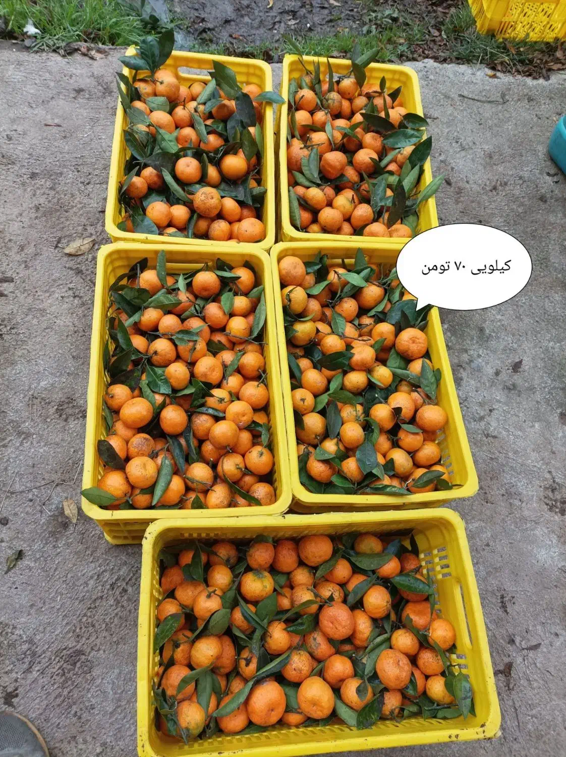 فروش نارنگی|خوردنی و آشامیدنی|کلاچای, |دیوار