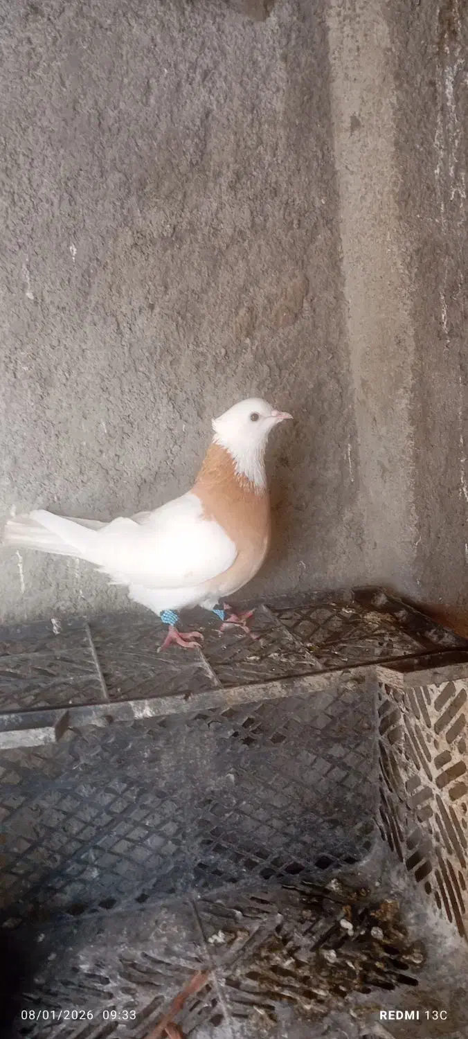 کبوتر طوقی ماده|پرنده|گمیشان, |دیوار