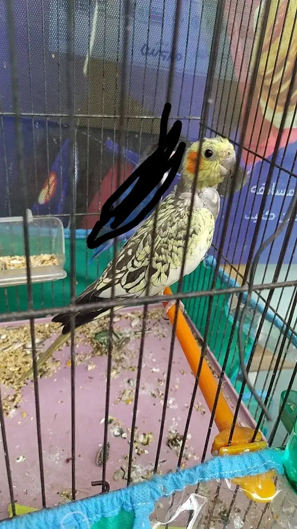 عروس هلندی ماده زیر قیمت بازار فروش فوری|پرنده|رامسر, |دیوار