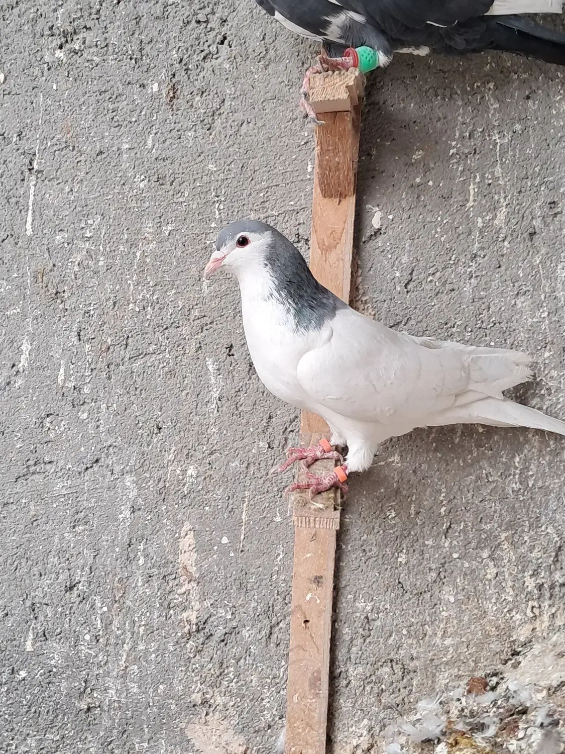 کبوتر رنگی خال آبی قره مینا|پرنده|مشهد, چهاربرج|دیوار