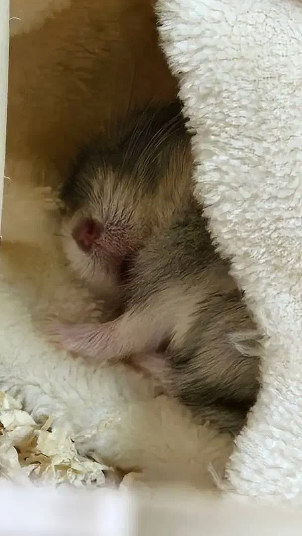 همستر کمپل|موش و خرگوش|کرج, فاز ۳ گوهردشت|دیوار