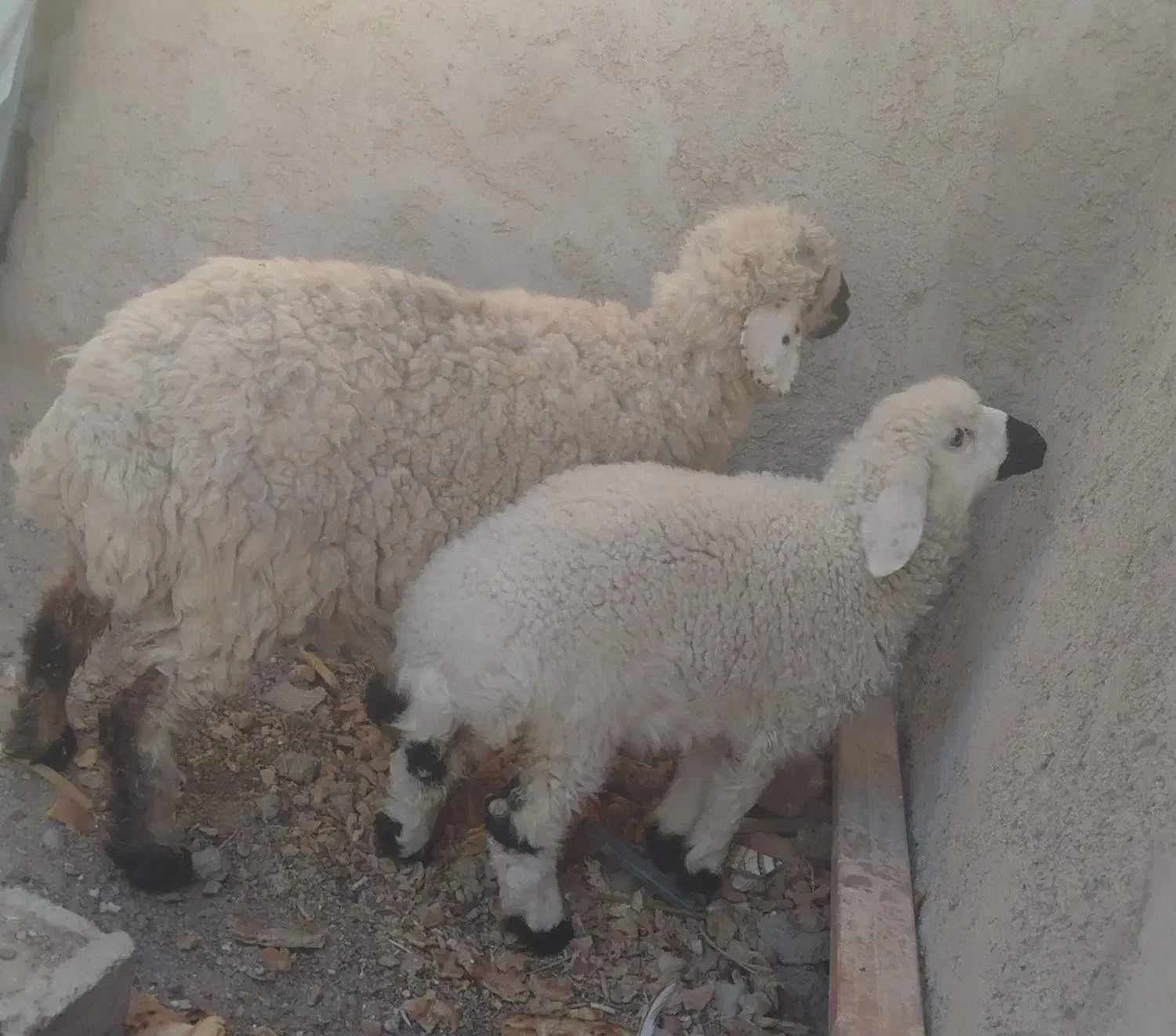 گوسفند و بره فروشی|حیوانات مزرعه|زهک, |دیوار