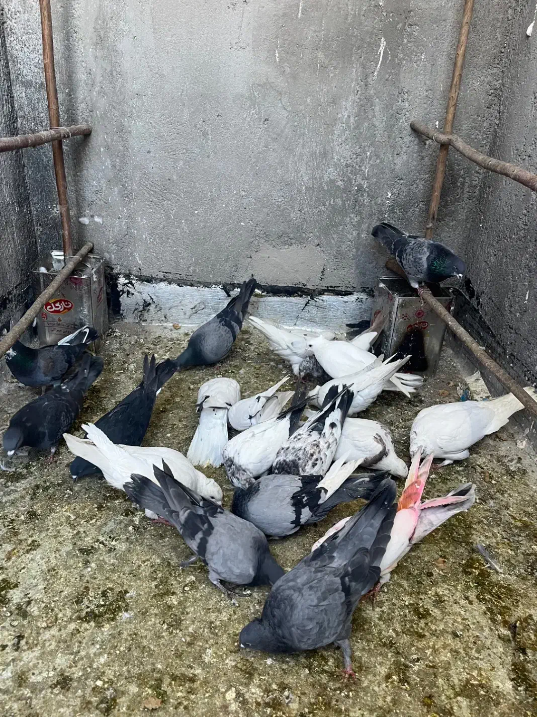 کفتر|پرنده|قم, شهرک فاطمیه|دیوار