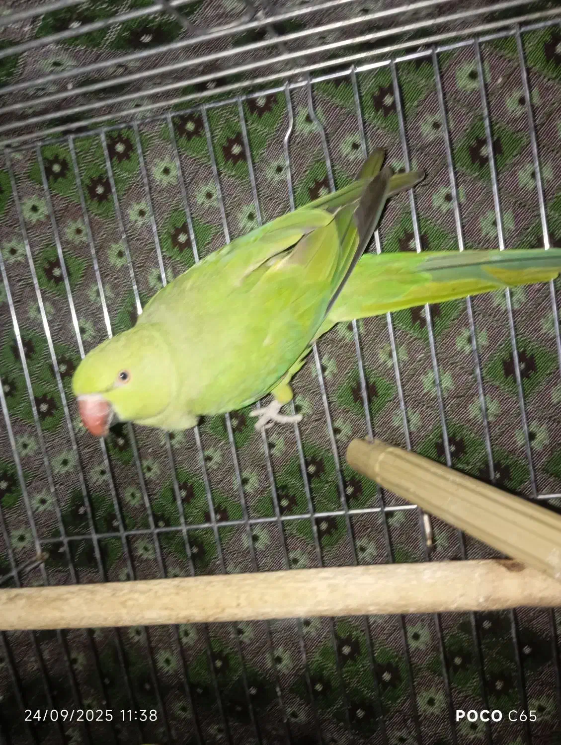 طوطی ملنگو|پرنده|قزوین, |دیوار