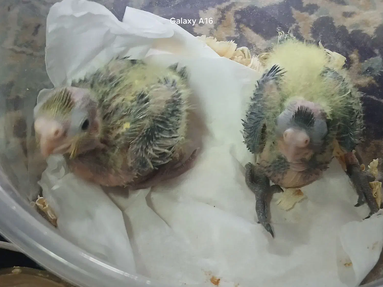 2عدد جوجه عروس تازه دونخور دارن میشن|پرنده|احمدآبادمستوفی, |دیوار