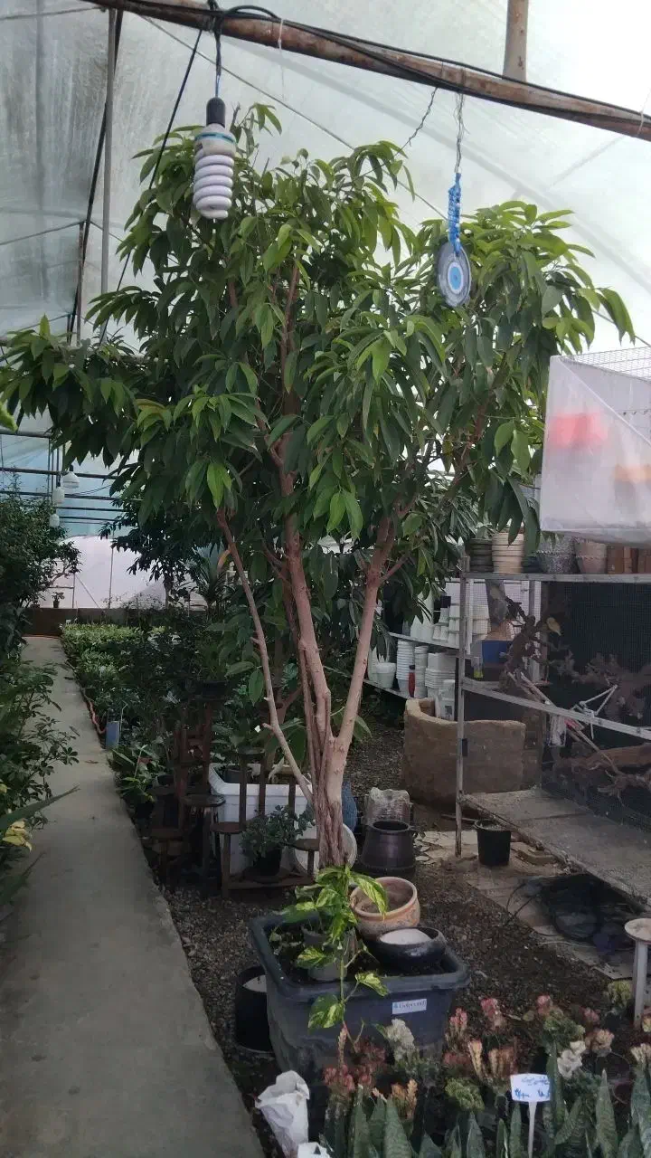 گل اپارتمانی|گل و گیاه طبیعی|مشهد, مهدی آباد|دیوار