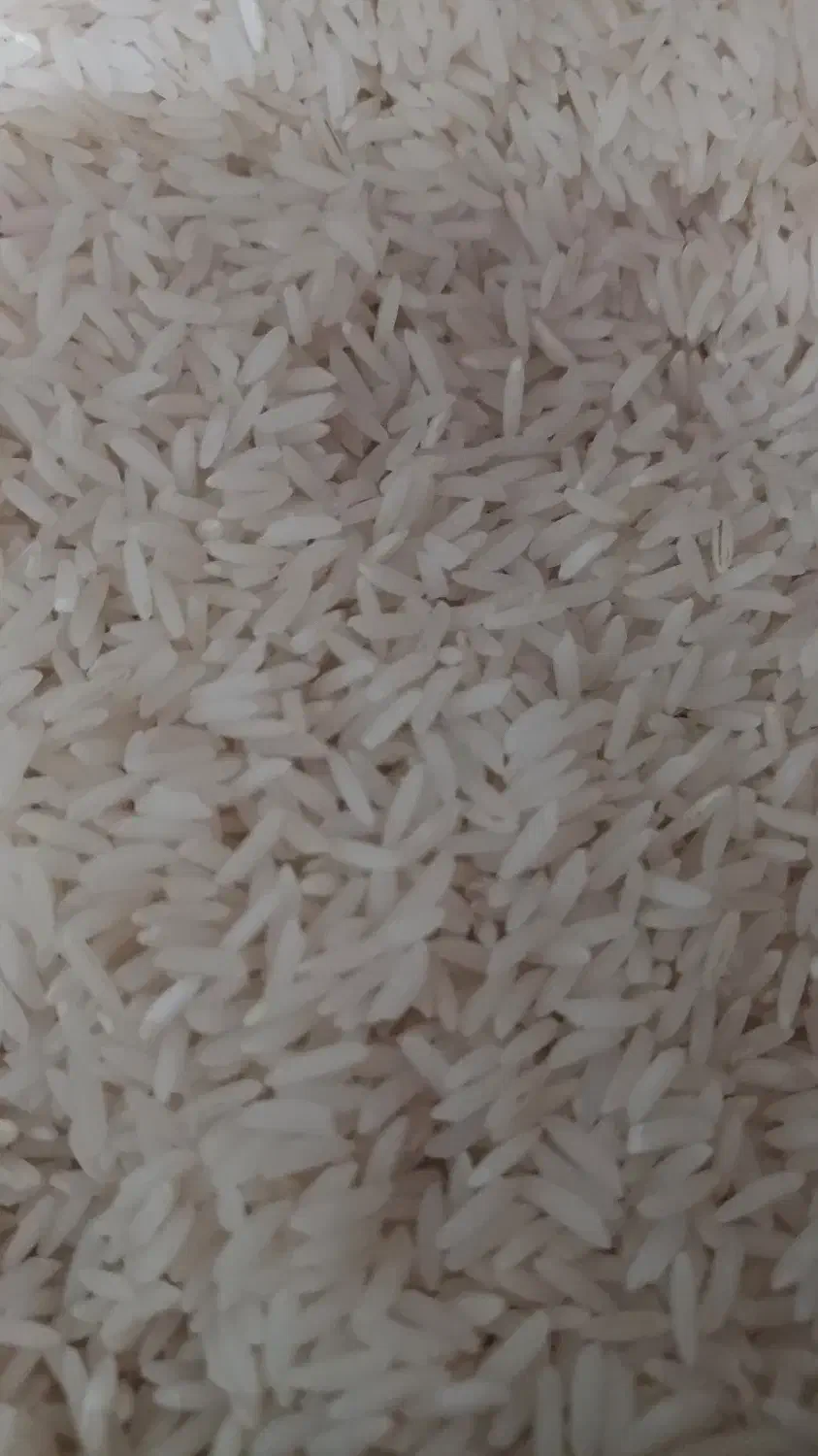 برنج طارم محلی|خوردنی و آشامیدنی|فریدون‌کنار, |دیوار