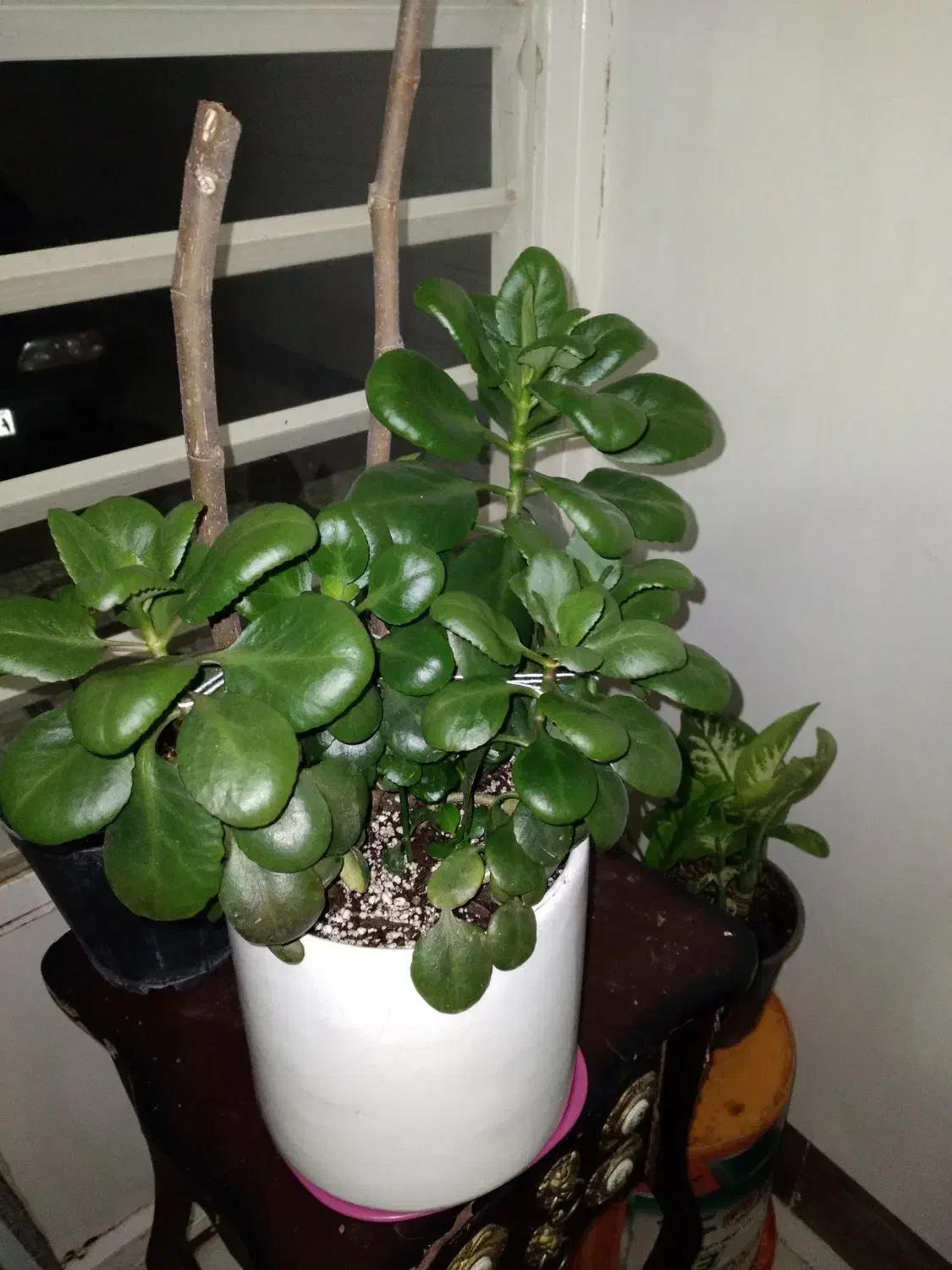 گل برگ قاشقی|گل و گیاه طبیعی|کوهدشت, |دیوار