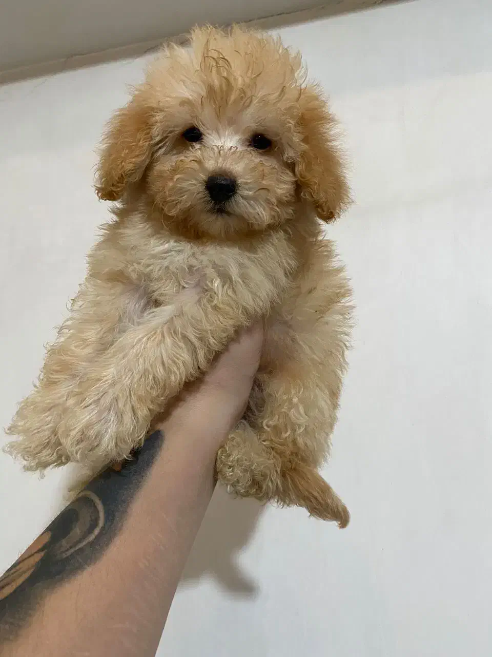 پودل های قیمت مناسب وکیفیت خوب پودل عروسکی|سگ|تهران, محمودیه|دیوار