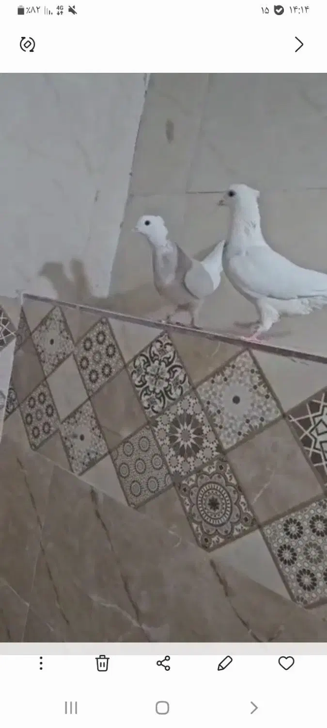 طوقی|پرنده|شیراز, محمدیه|دیوار