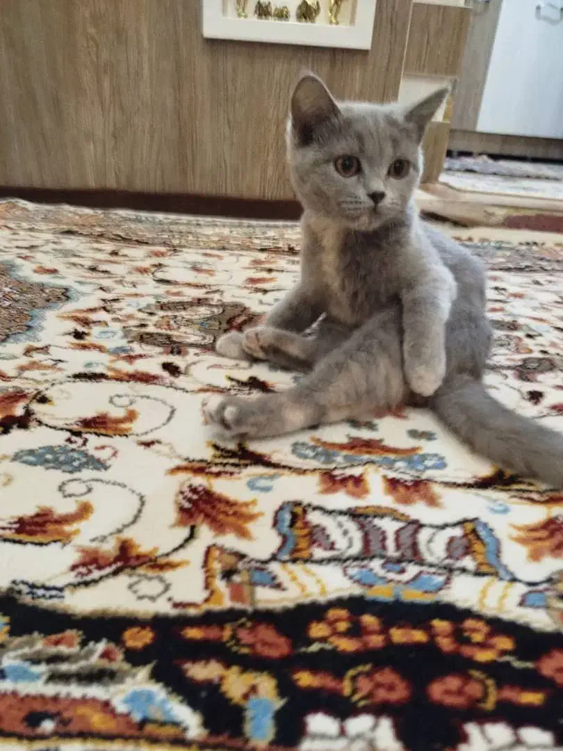 بریتیش عروسکی سیلور|گربه|خوی, |دیوار