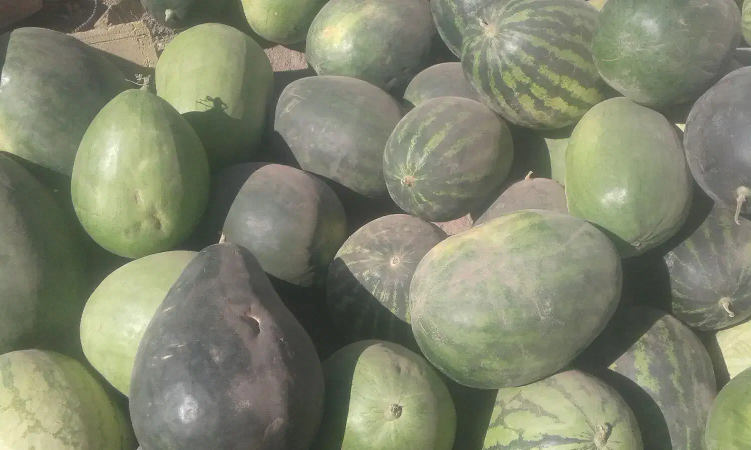 هندوانه دیم|خوردنی و آشامیدنی|نوده انقلاب, |دیوار