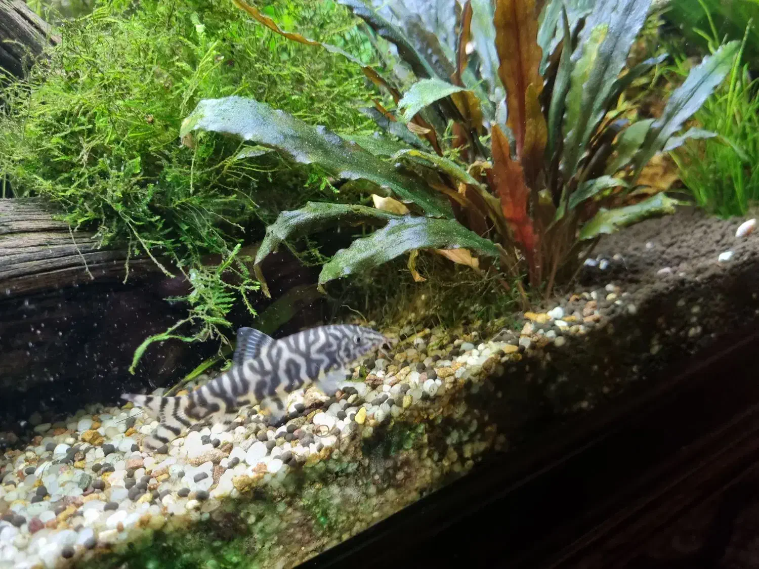 ماهی آکواریوم لوچ و ردلاین|ماهی|اصفهان, گرکان|دیوار