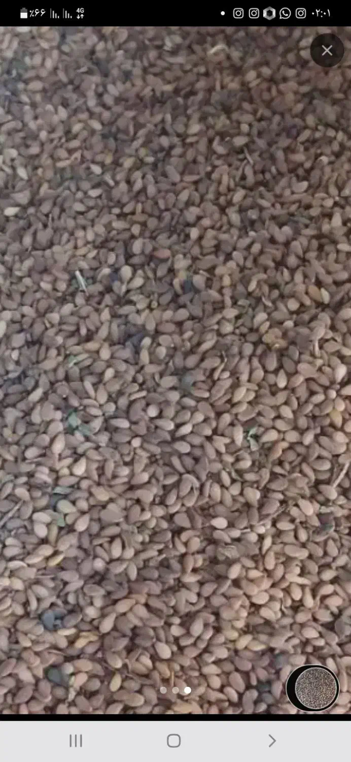 کنجد رودبار جنوب|عمدهفروشی|رودبار (کرمان), |دیوار