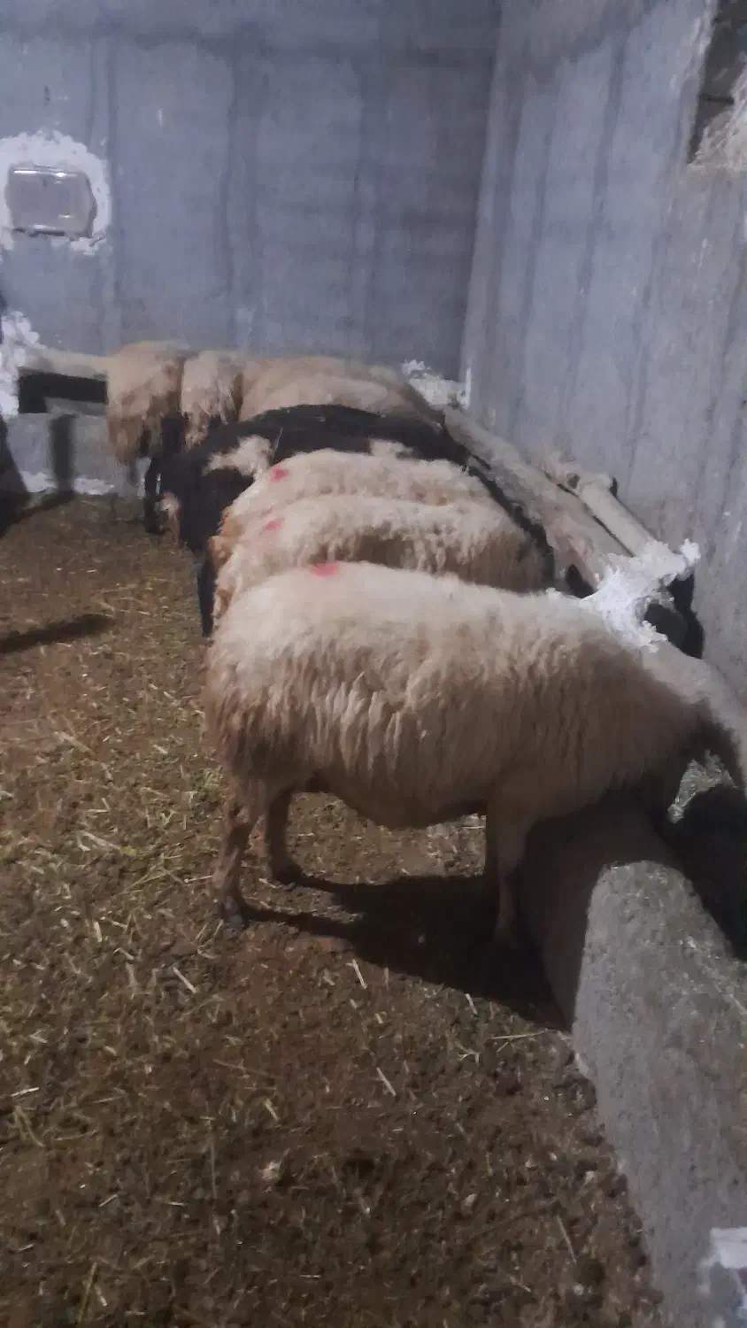 گوسفند ماده و بره|حیوانات مزرعه|دیواندره, |دیوار