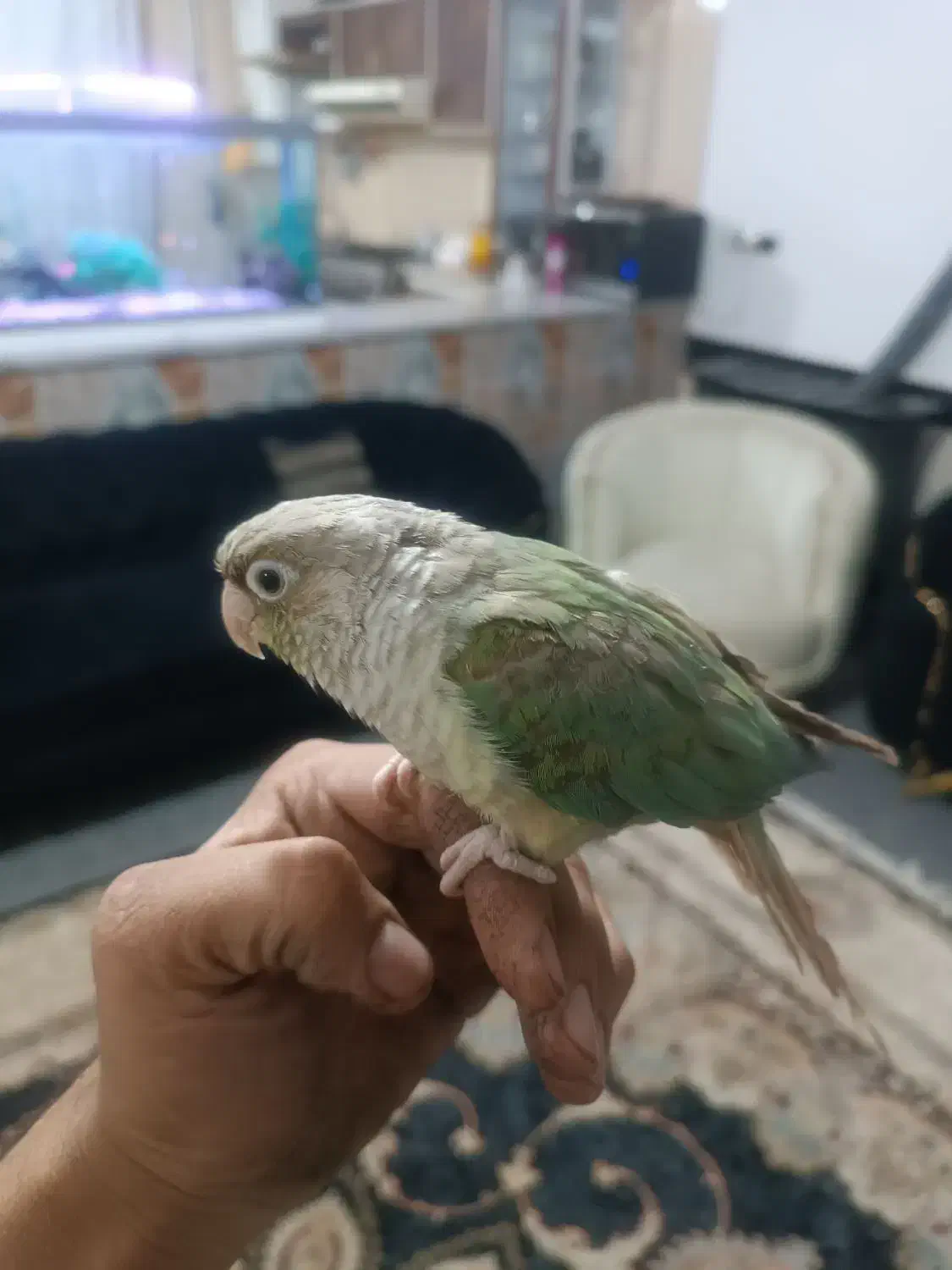 گرینچیک|پرنده|تربت جام, شهرک آزادگان|دیوار