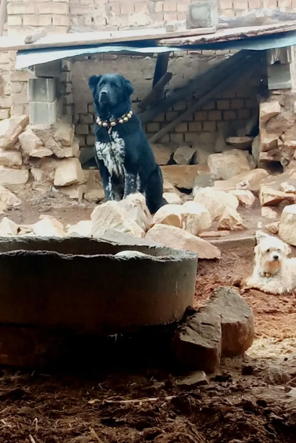 فروشی|سگ|گلپایگان, |دیوار