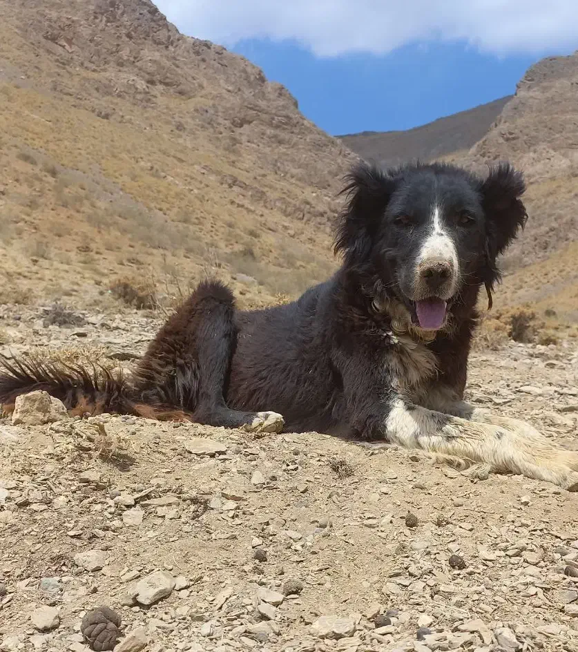 ۴تا سگ گله ای۳تا نر ۱ لاس  قیمت ۴۵ تومن|سگ|چادگان, |دیوار