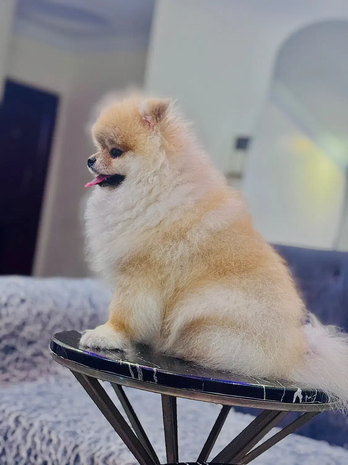 سگ پامرانین اصیل اگهی شخصی|سگ|تهران, سازمان برنامه جنوبی|دیوار