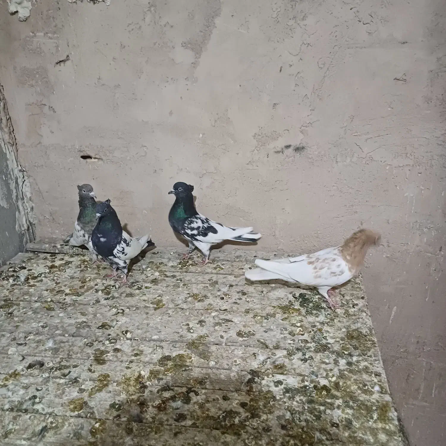 کبوتر رنگی|پرنده|پیر بکران, |دیوار