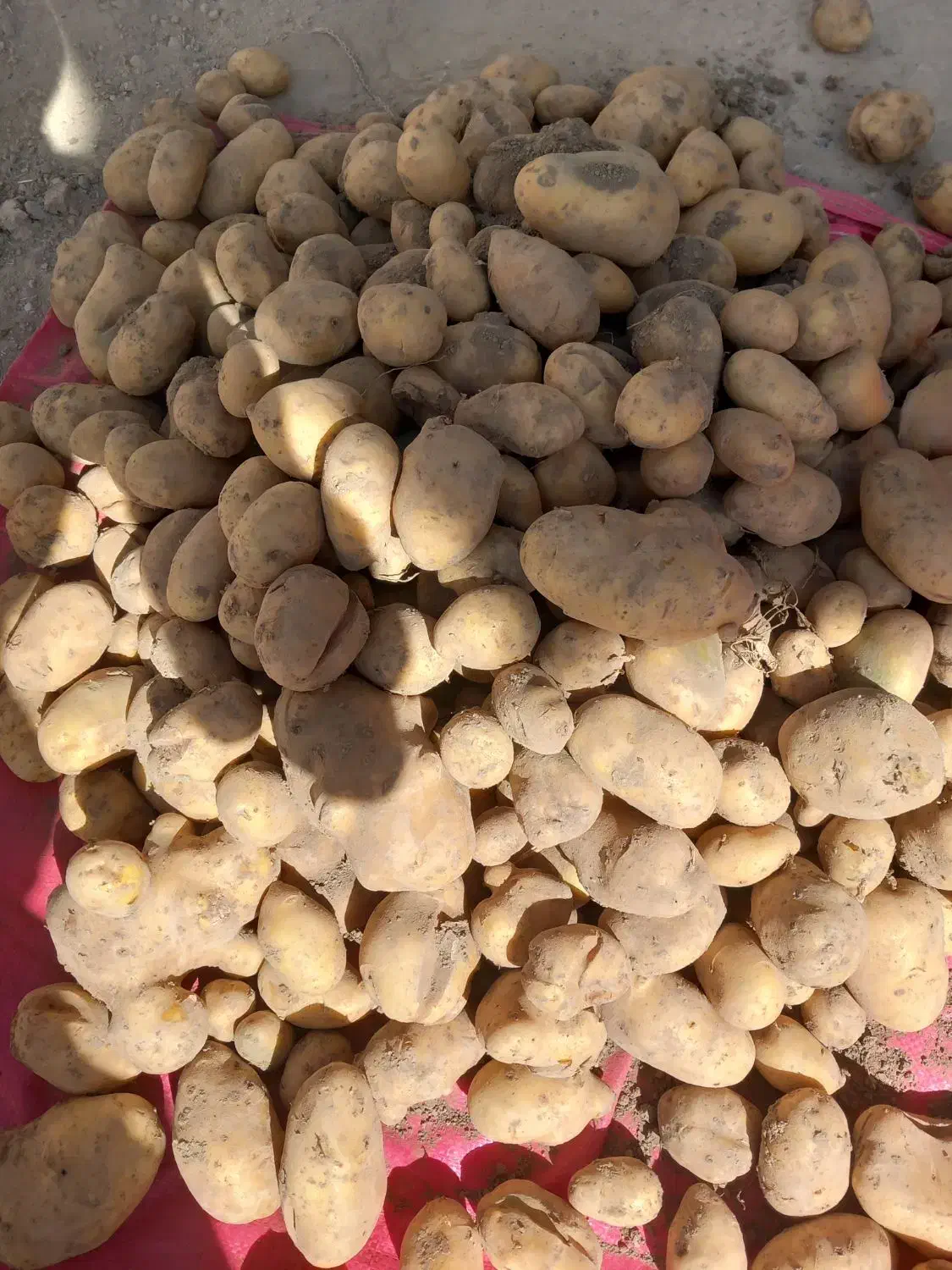 سیب زمینی آگریا|خوردنی و آشامیدنی|داران, |دیوار