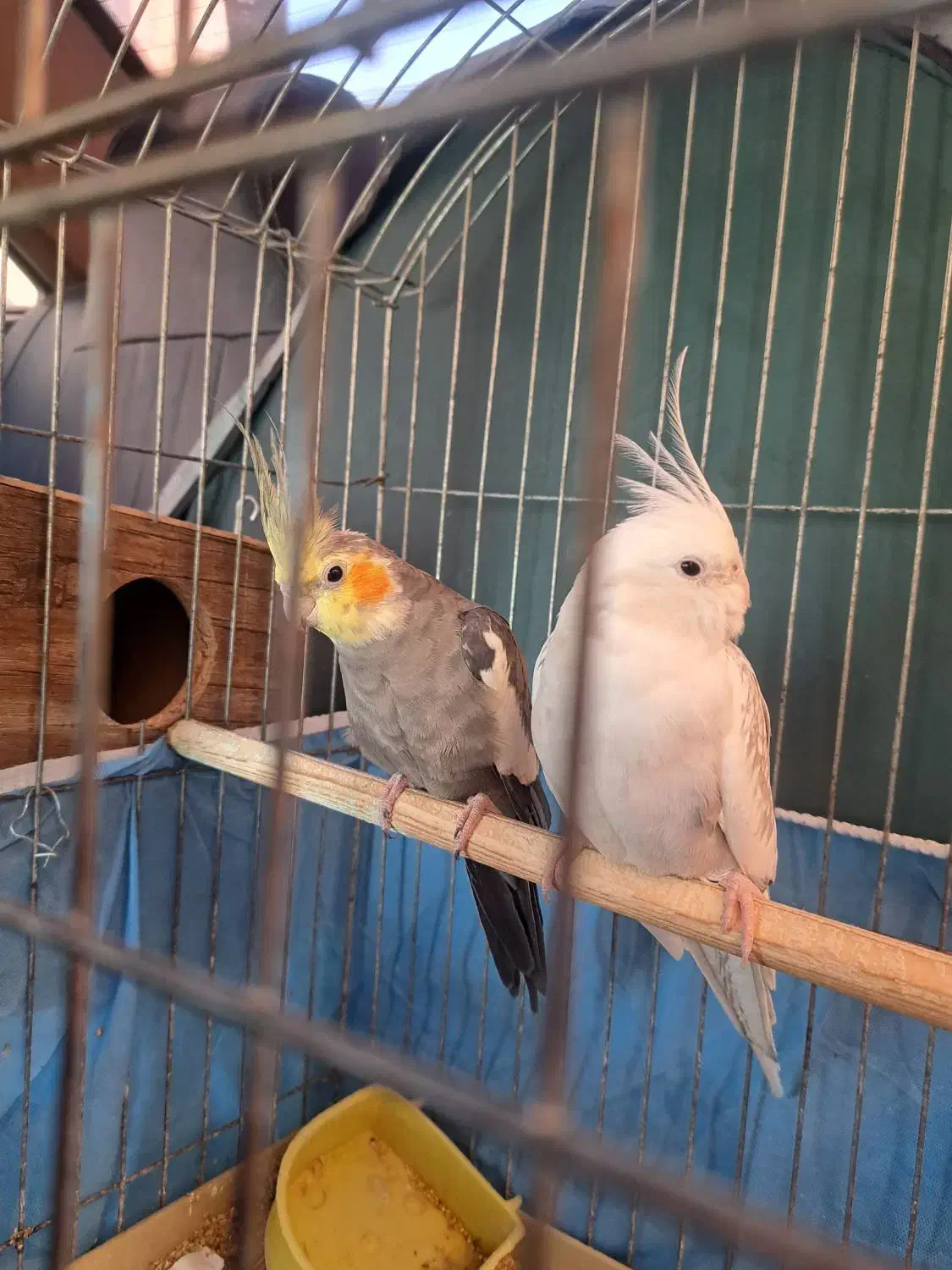 عروس هلندی|پرنده|قم, فرهنگیان و شهربانی|دیوار