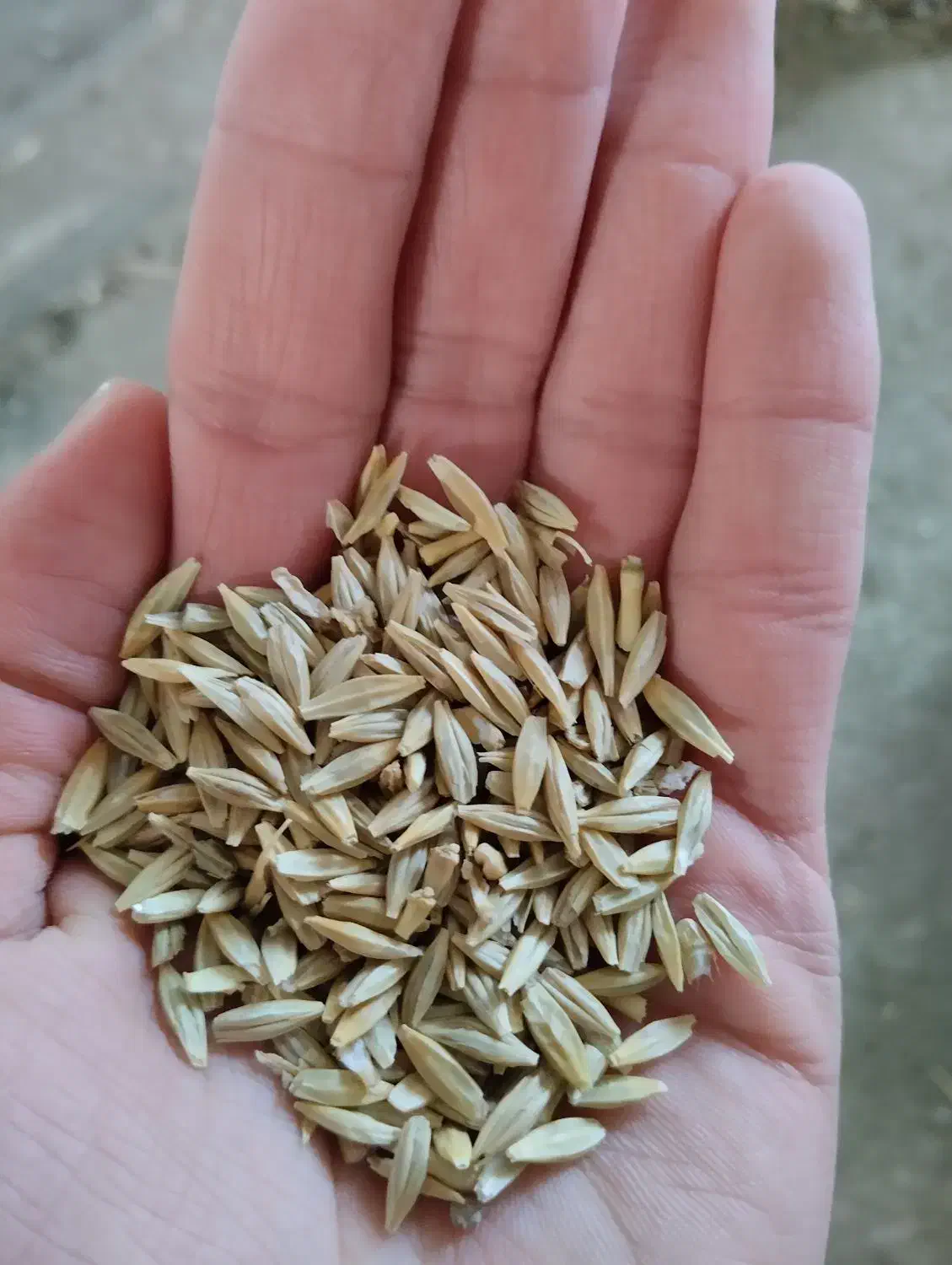 جو فروشی|گل و گیاه طبیعی|اشترینان, |دیوار