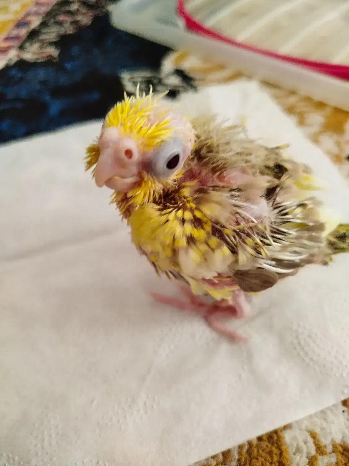 عروس هلندی|پرنده|تاکستان, |دیوار