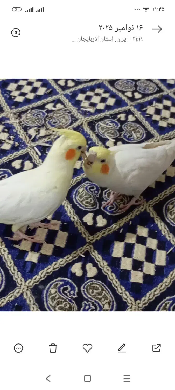 ۲ عدد عروس هلندی زیبا نر و ماده|پرنده|ارومیه, |دیوار