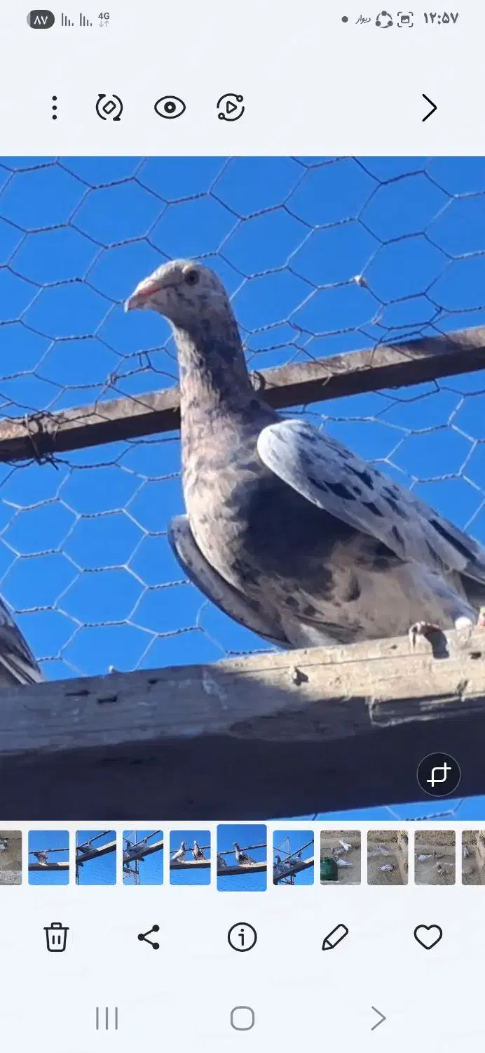 کوهی سرول نامور|پرنده|شراء, |دیوار