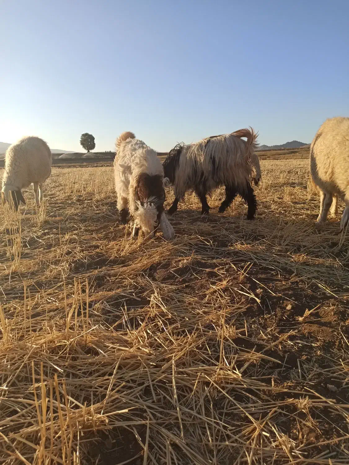 بز و بز غاله|حیوانات مزرعه|گوآور, |دیوار