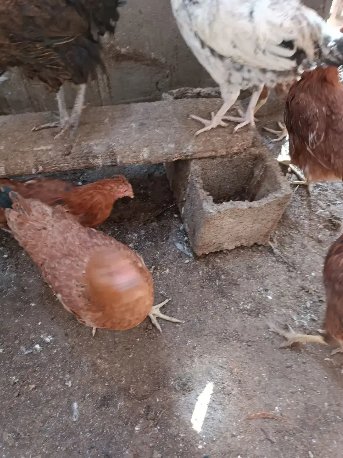 جوجه گلپایگان|حیوانات مزرعه|مه ولات, |دیوار