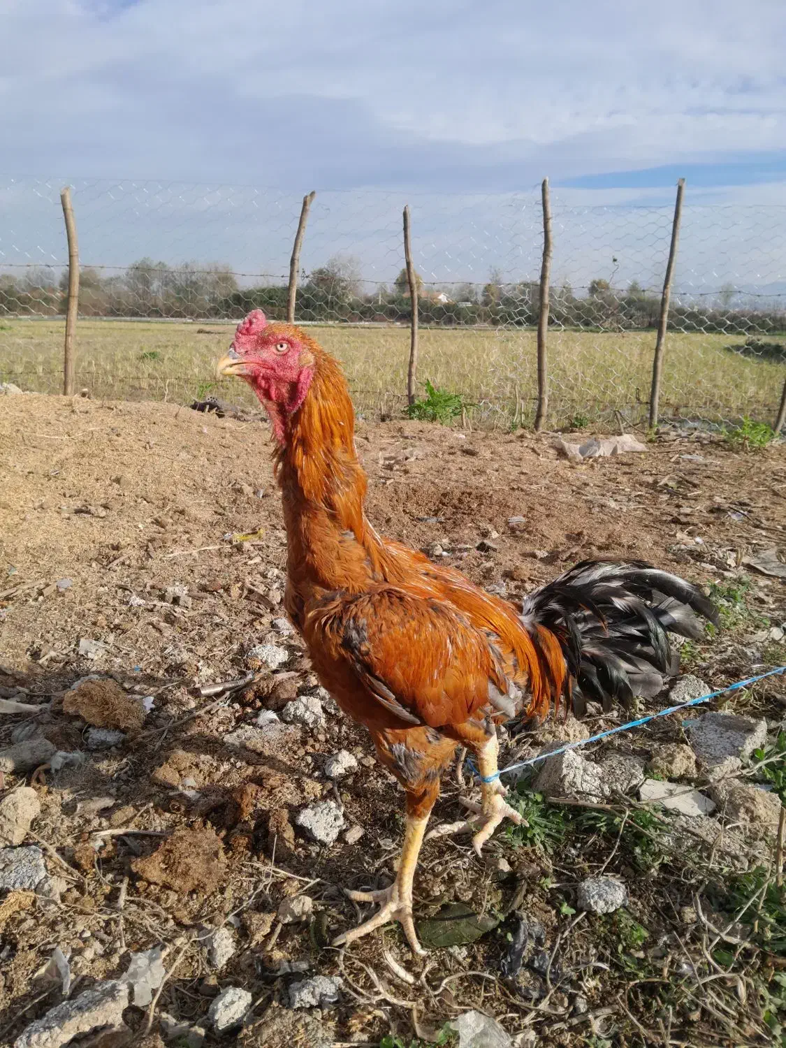 لاری|حیوانات مزرعه|شفت, |دیوار