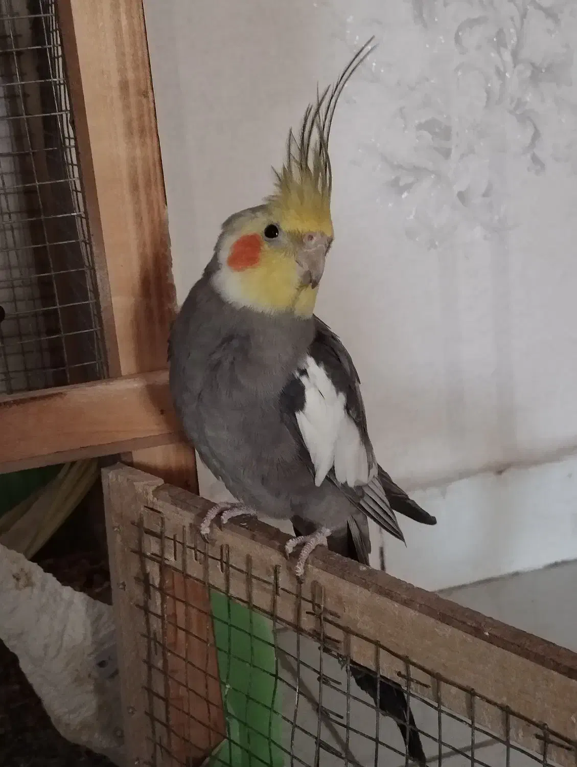 عروس هلندی نر|پرنده|محمدیه-قزوین, |دیوار