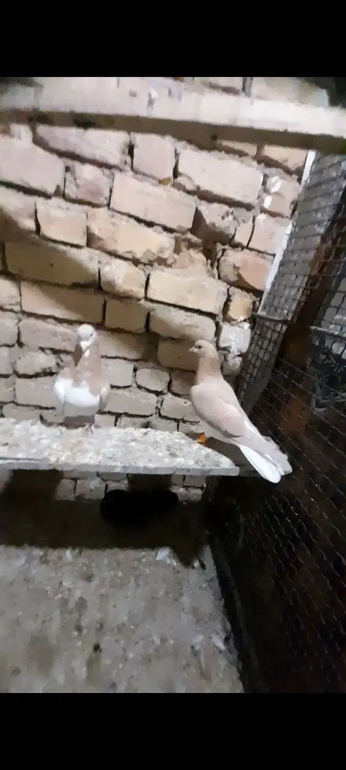 چپ زد|پرنده|شیراز, قلات|دیوار