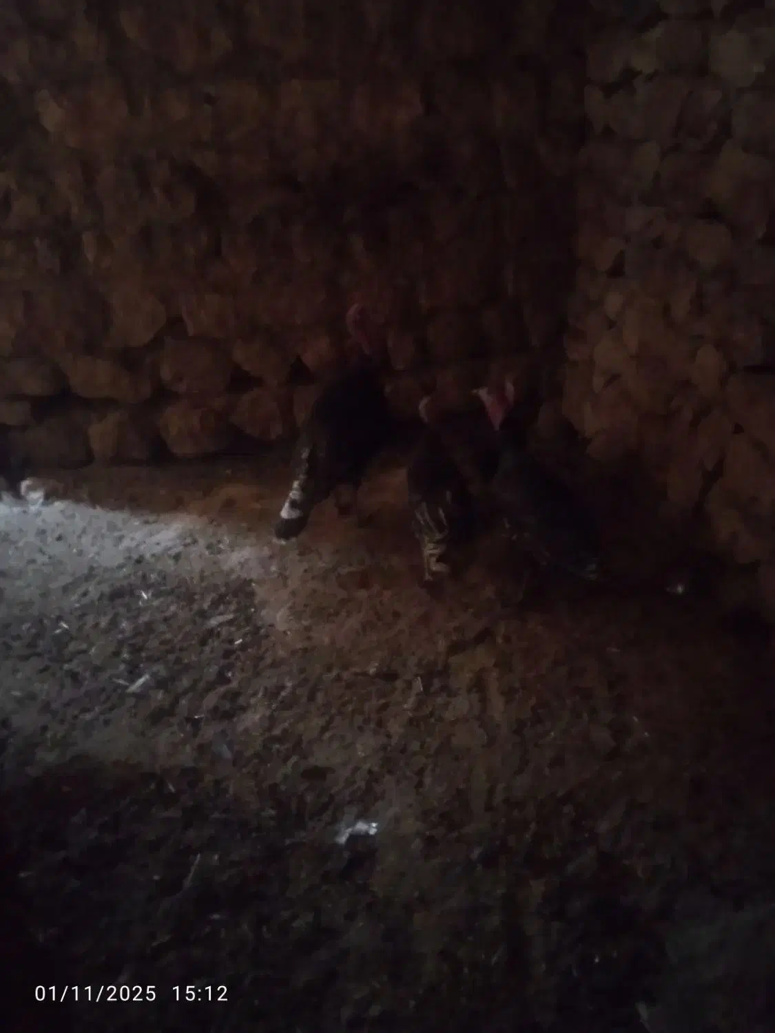 تعدادی بوقلمون فروشی نر2تمن ماده یکو سیصد|حیوانات مزرعه|ایذه, |دیوار