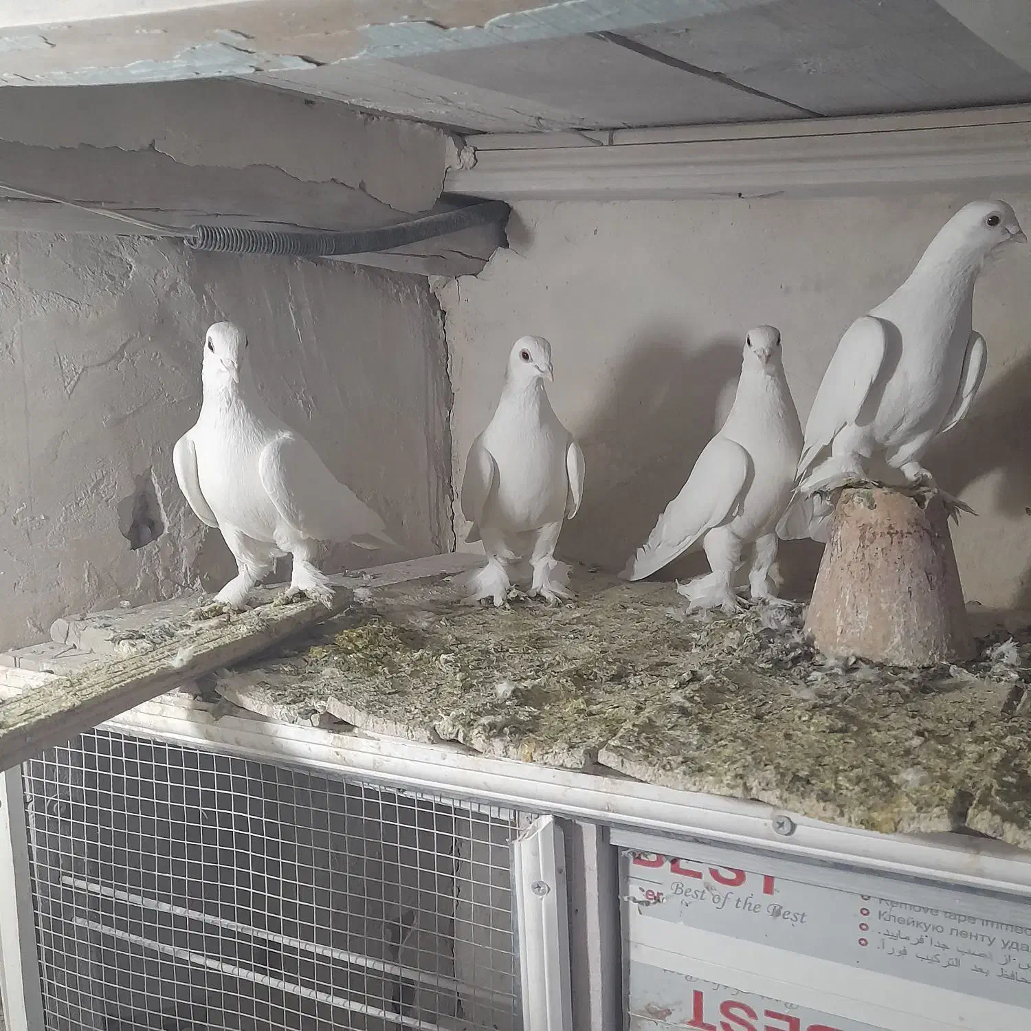 کفتر|پرنده|تبریز, |دیوار