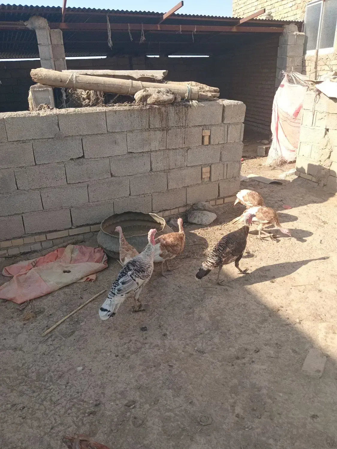 انبار الوم|حیوانات مزرعه|انبارآلوم, |دیوار