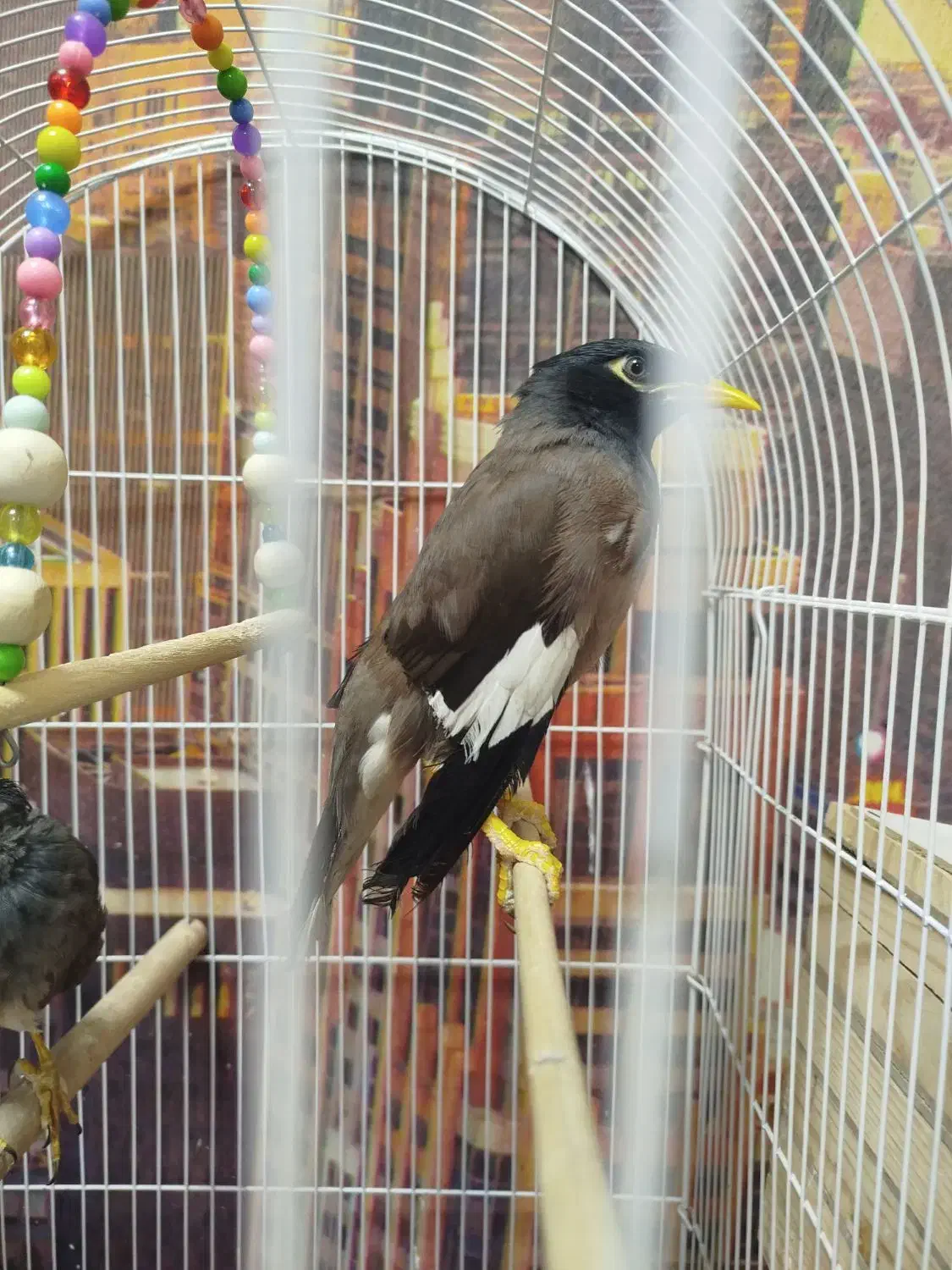 مرغ مینا نر|پرنده|فردیس, قریشی|دیوار