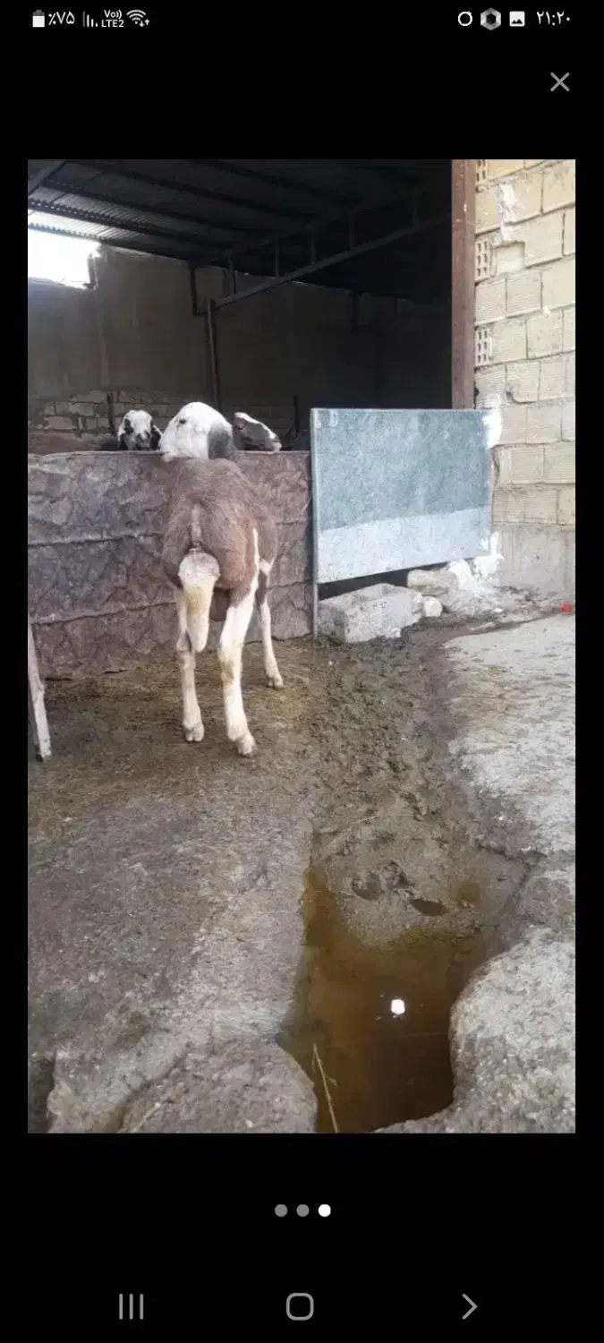 بره قوچ قود کله سفید|حیوانات مزرعه|کنگاور, |دیوار