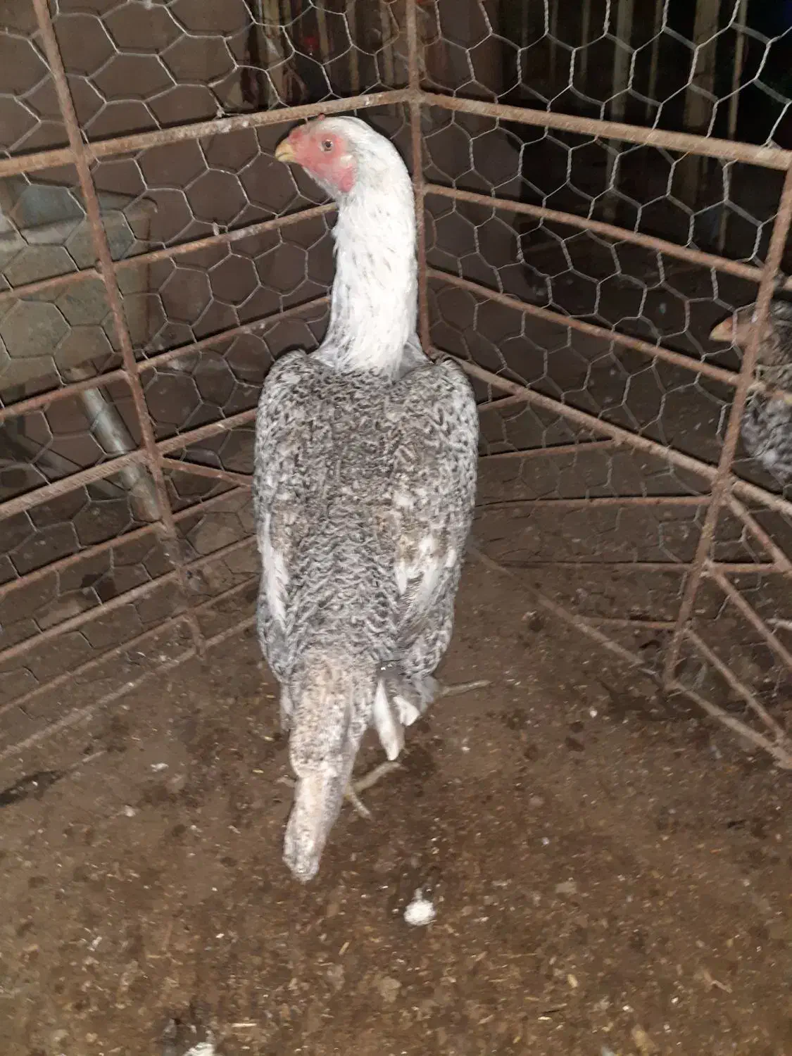 مرغ اوشامو اصیل معاوضه با دانه پارس|حیوانات مزرعه|مزرعه کتول, |دیوار