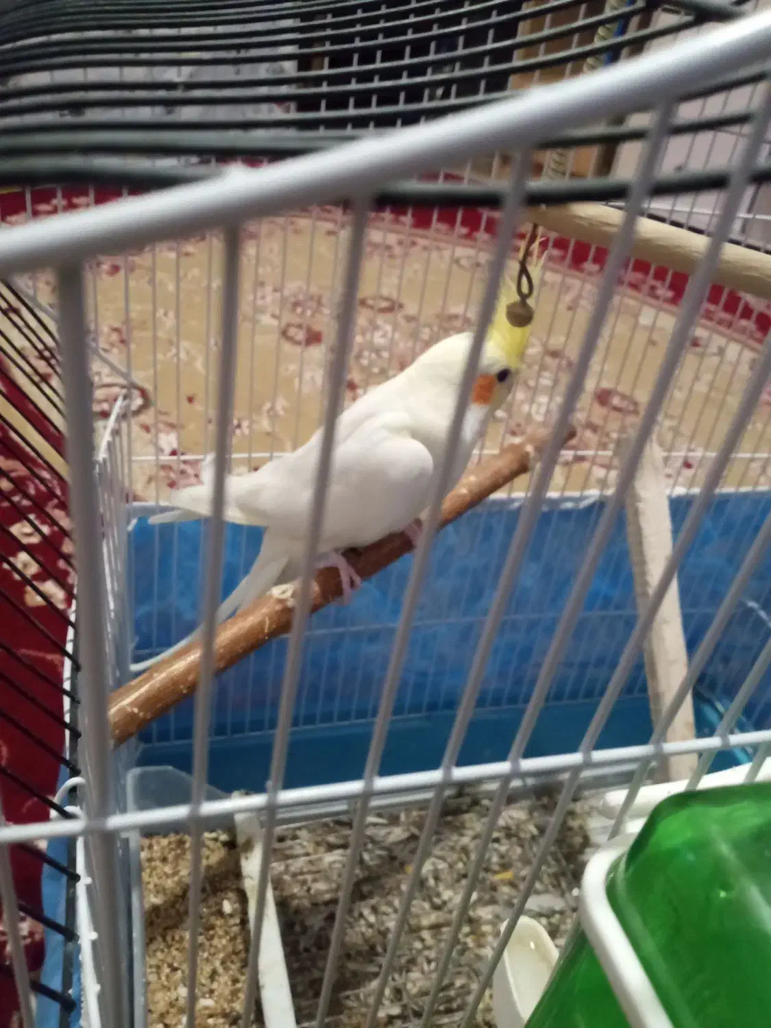 عروس هلندی لوتینو|پرنده|کیار, |دیوار