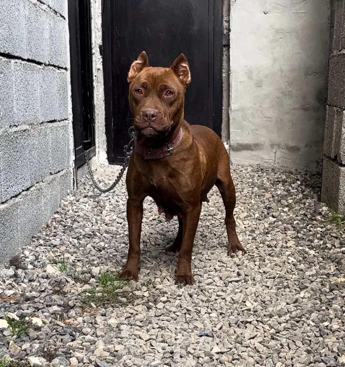 پیتبول|سگ|تهران, ترمینال غرب|دیوار