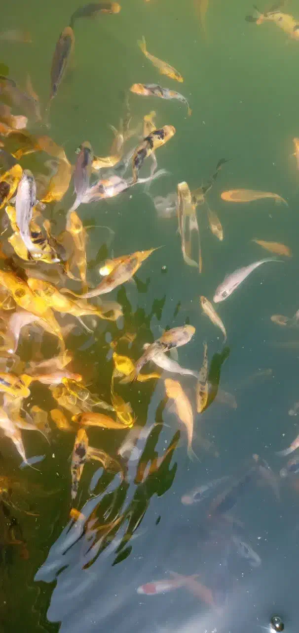 ماهی کوی|ماهی|مشهد, مهدی آباد|دیوار